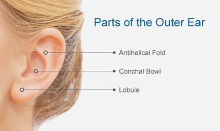 Outer Ear Diagram